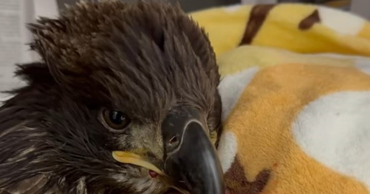 Un águila calva volvió a volar tras seis meses de rehabilitación en Ohio
