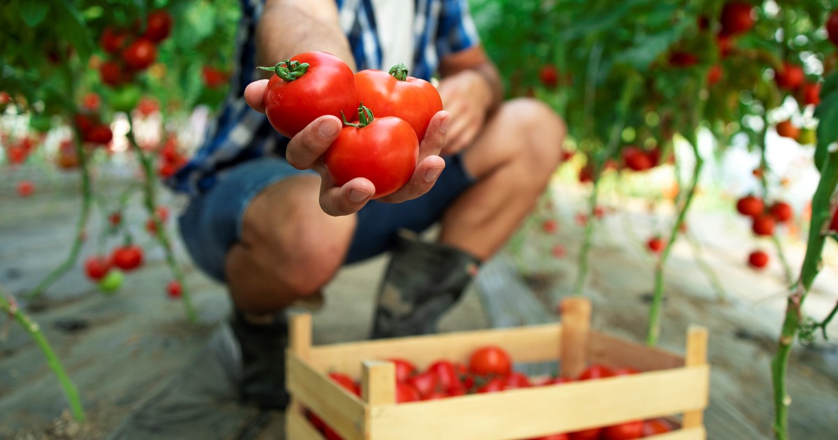 Cómo cultivar tomates en casa sin jardín: la técnica de los cajones de verdura