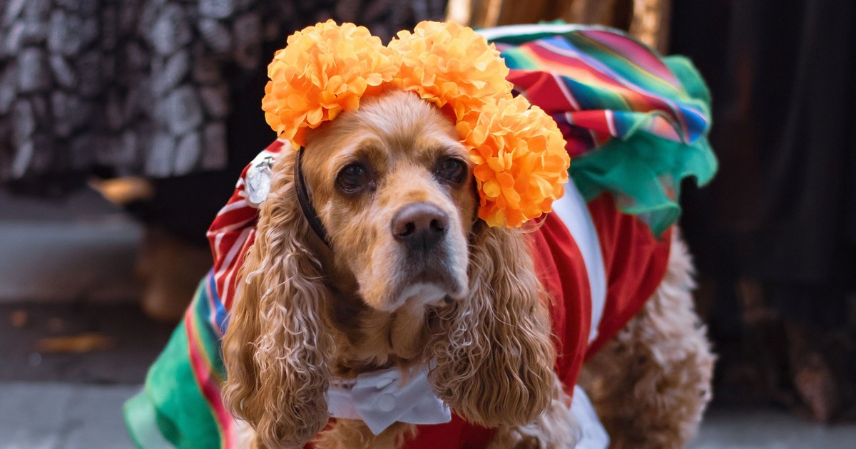 Día de Muertos: las mascotas también tienen su ofrenda en México