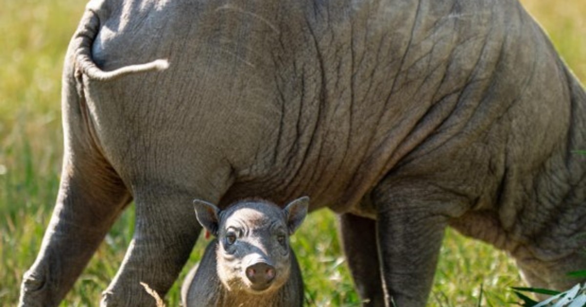 Nace Rana, una babirusa que enciende una luz de esperanza para su especie