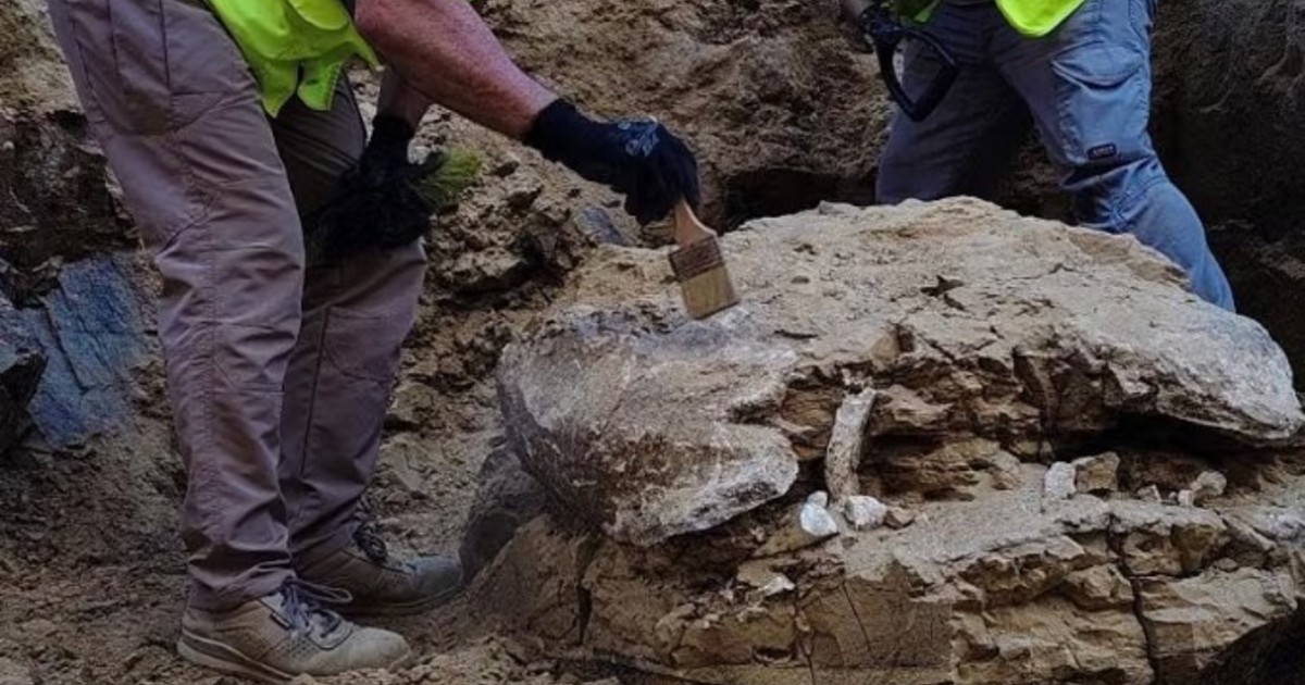Restos de una tortuga gigante de 15 millones de años hallados en pleno Madrid