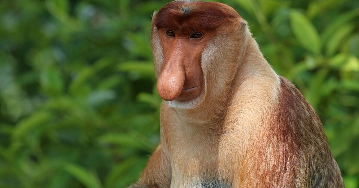 El mono narigudo: un primate único en peligro crítico