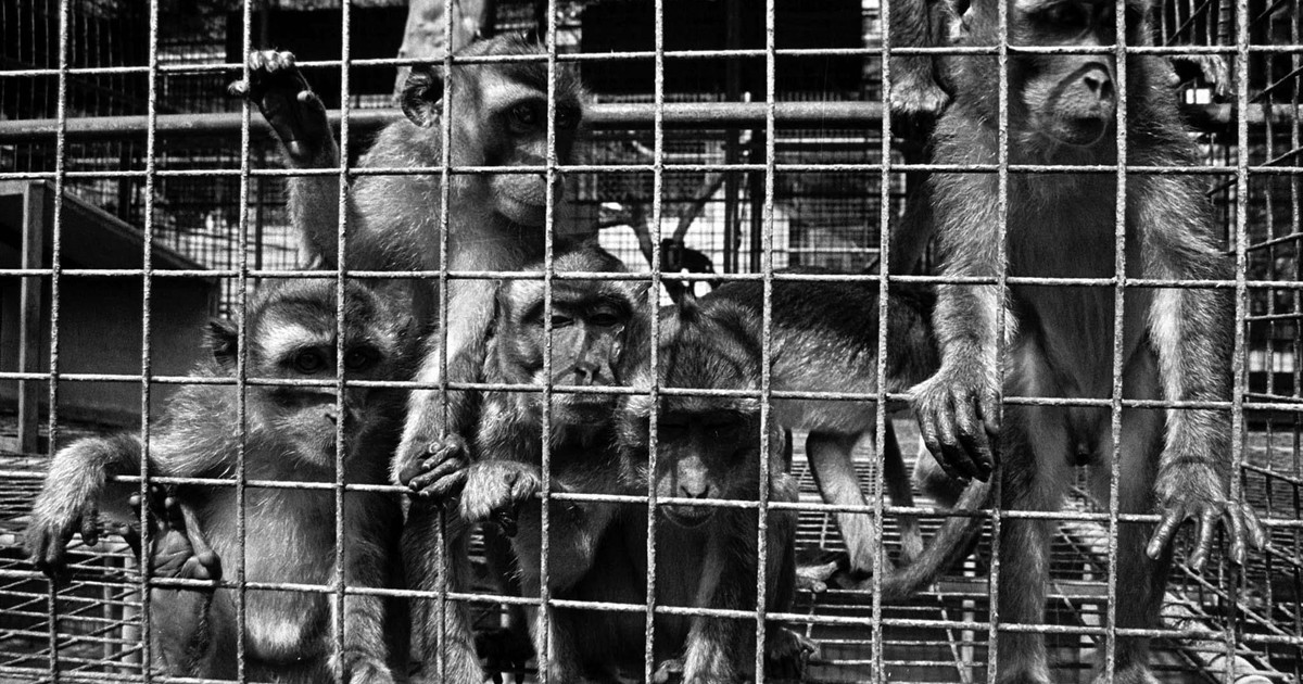 China enfrenta escasez de monos de laboratorio: cada ejemplar cuesta 30.000 dólares