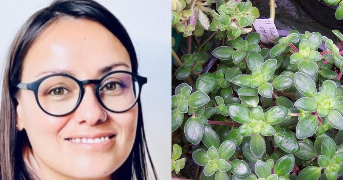 Plantas en casa: cuáles son las ideales para la cocina, el baño y el dormitorio