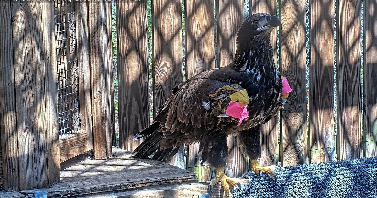 Un águila calva volvió a volar libre tras ser rescatada en Virginia
