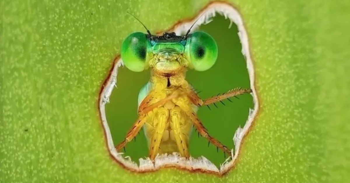 Una libélula curiosa se robó la foto del año en biodiversidad