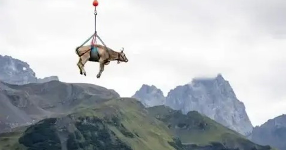 Rescate aéreo: una vaca quedó atrapada en la montaña y fue evacuada en helicóptero