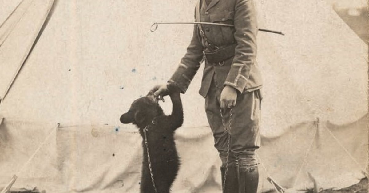 De mascota de guerra a leyenda: la osa que inspiró a Winnie the Pooh