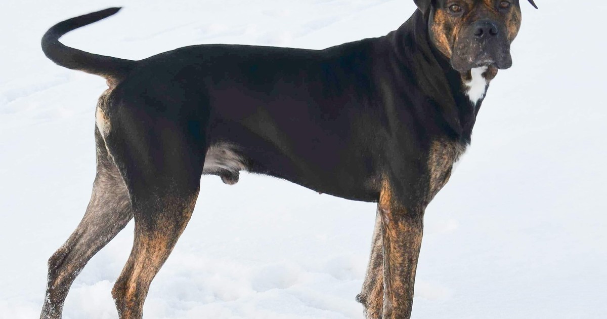 Dogo español: la raza que volvió del borde de la extinción