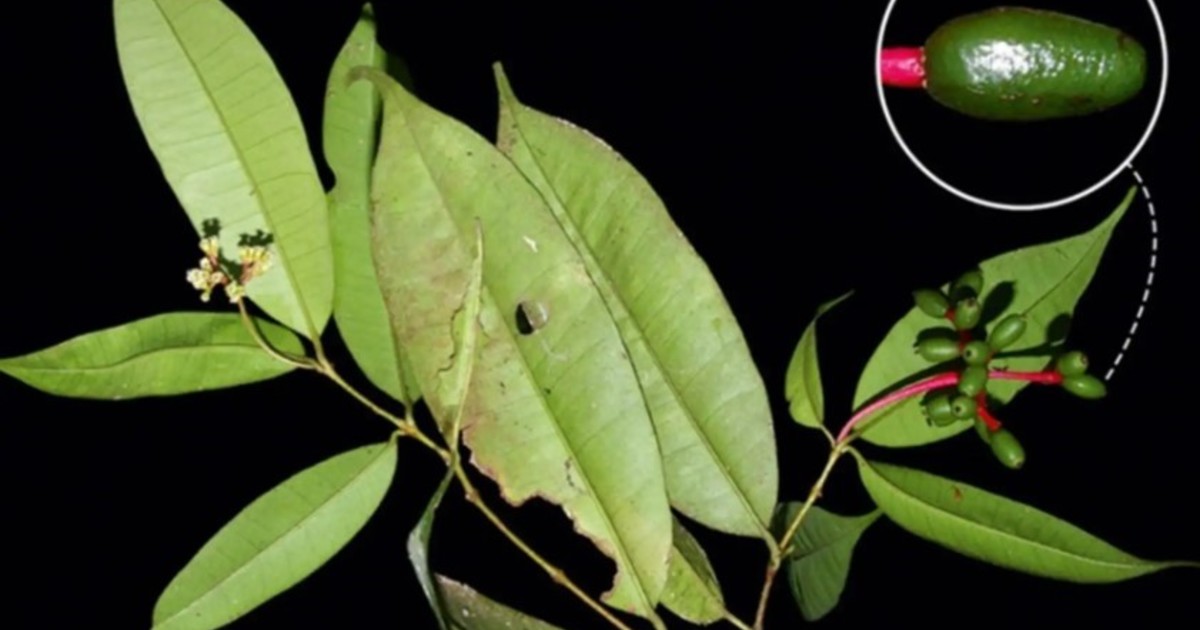 Hallazgo asombroso: una nueva especie de árbol que estuvo oculta por casi un siglo