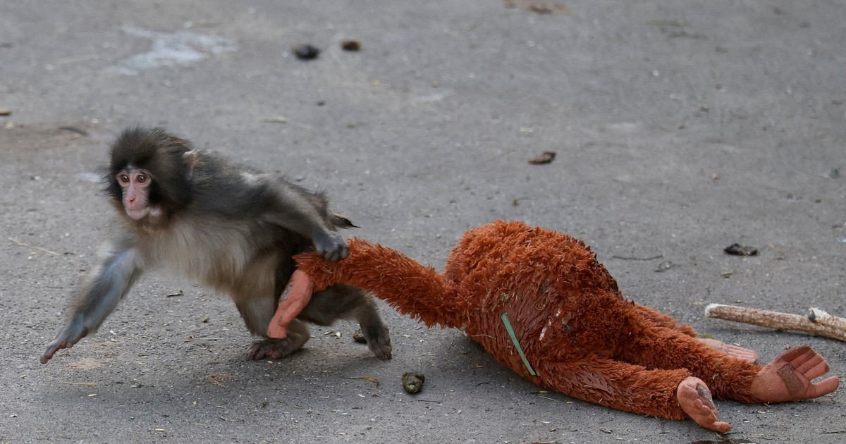 Punch, el macaco que conmovió al mundo con su peluche, recibió más de 2.500 cartas de apoyo