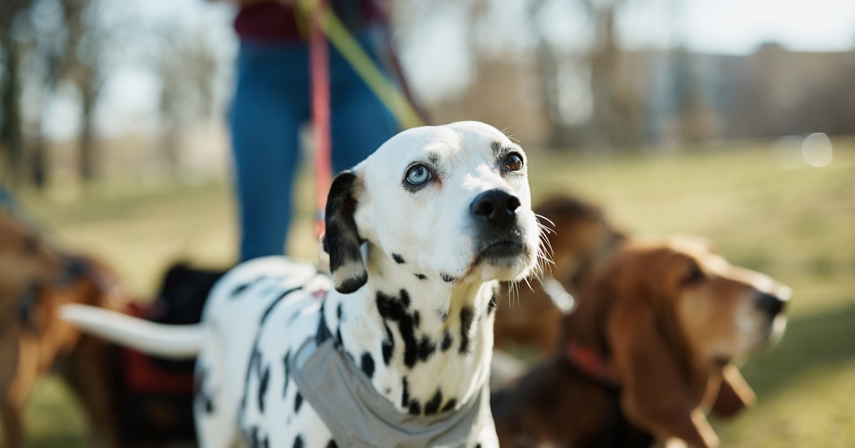 Día Mundial del Perro: una fecha para celebrar y concientizar