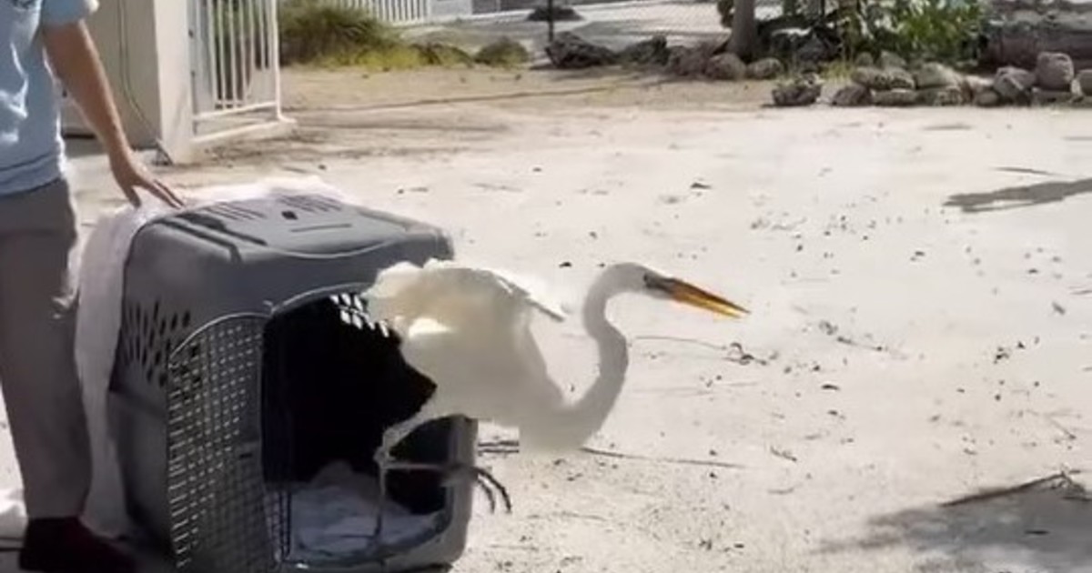 Una garza volvió a volar tras su rehabilitación en Florida