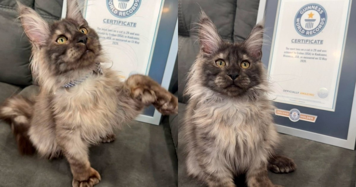 El gato con 29 dedos que entró al libro Guinness