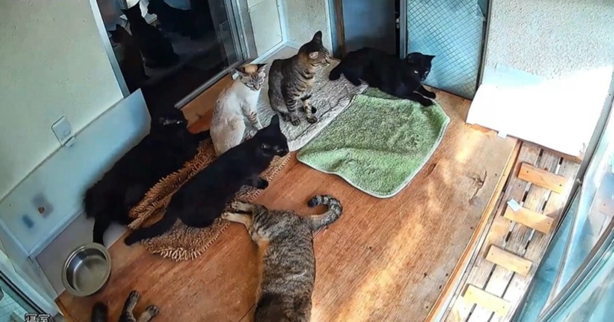 Gatos anticiparon el terremoto en Japón: su reacción sorprende al mundo