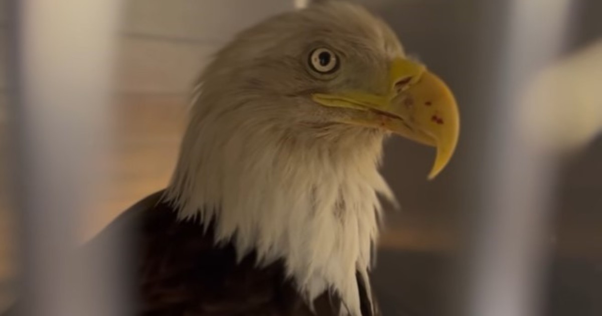 Un águila volvió a volar en libertad en Canadá tras recuperarse de una intoxicación con plomo
