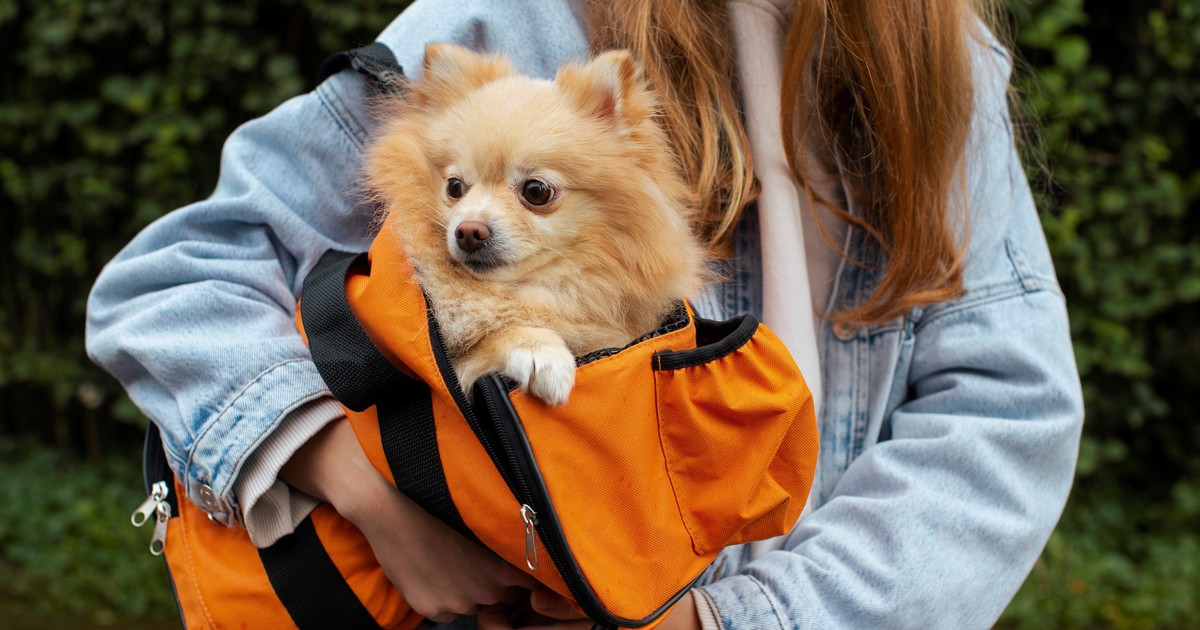 Veterinario advierte: no dejes de mover a tu perro mayor, es clave para sus articulaciones