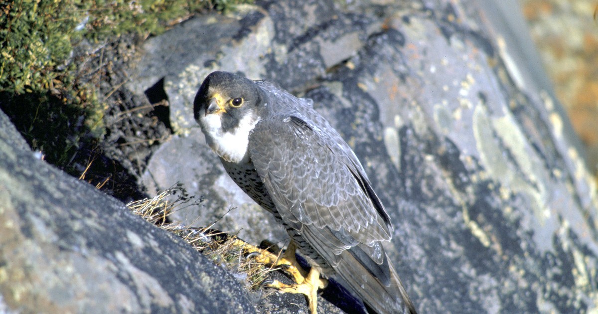 Un halcón peregrino volvió a volar tras recuperarse en un centro de rescate
