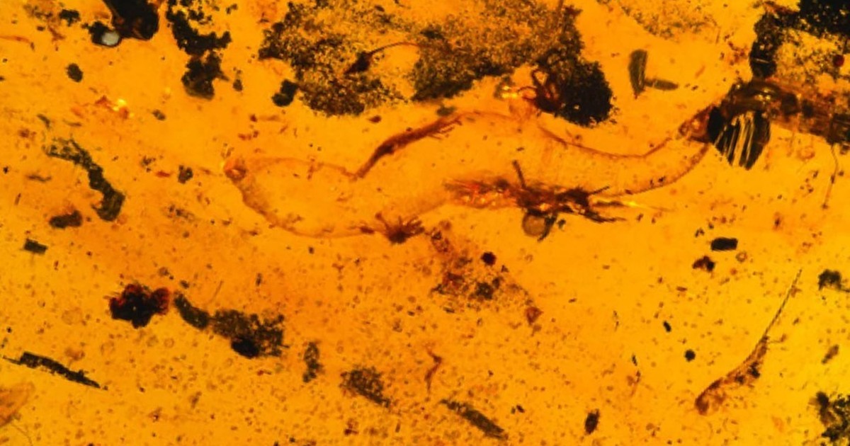 Hallan un gecko de 100 millones de años preservado en ámbar