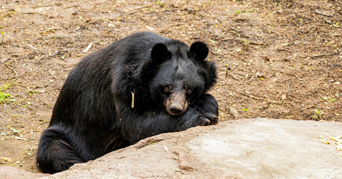 Tragedia en Siberia: murió Vitali Elfímov, el cazador de osos atacado por un oso pardo