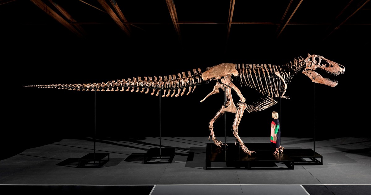 Vendieron un T. rex por más de US$ 50 millones y los paleontólogos alertan sobre el impacto en la ciencia
