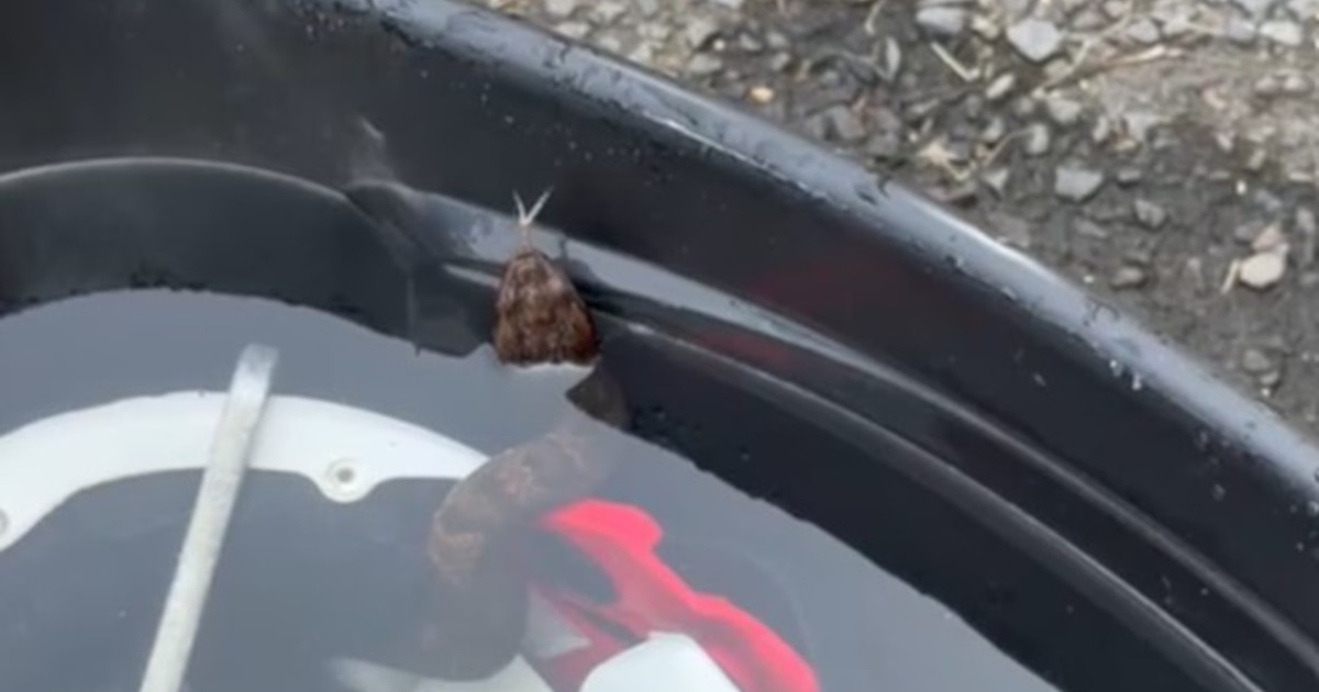 Susto en Arkansas: una serpiente venenosa se escondió en el casco de un jugador durante un entrenamiento