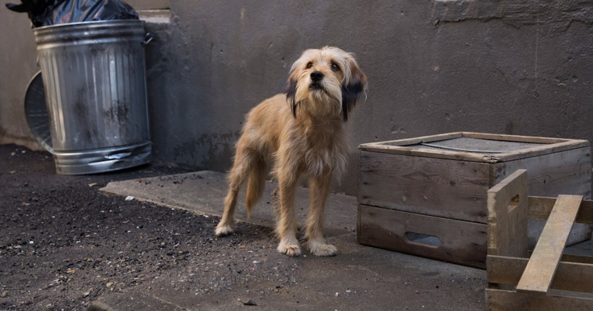 ¿Sobrevive el perro? Spoilers de las películas de Netflix con mascotas