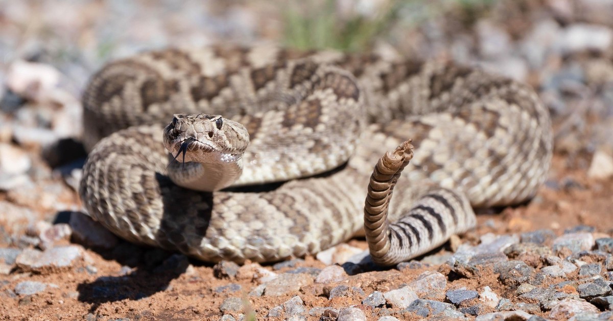 Mordido por una serpiente de cascabel: 12 días en terapia y 54 dosis de antídoto para salvarse