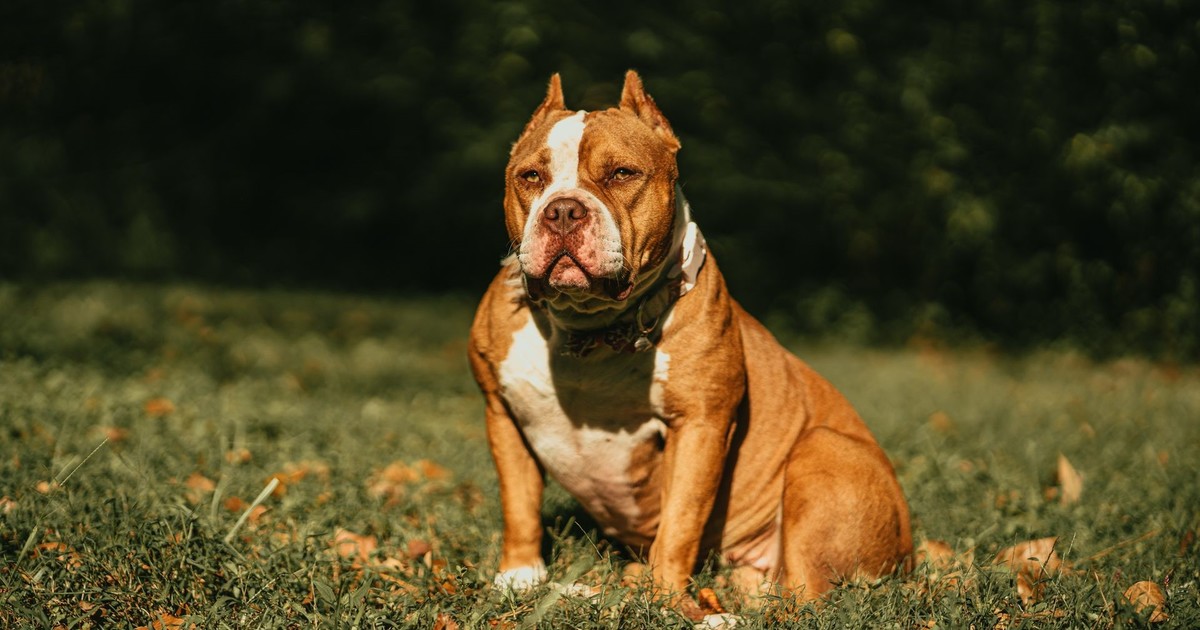 Condenan a mujer por ataque mortal de su perro a su prima de 19 años