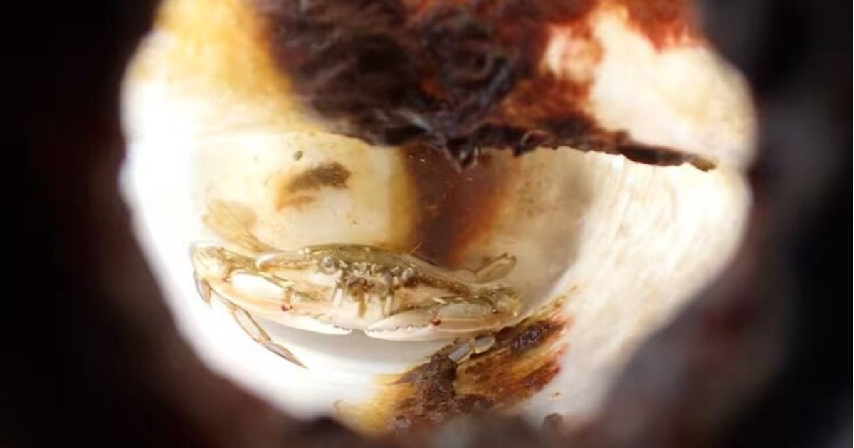 Cangrejo sobrevive dos meses atrapado en una botella de plástico en el mar