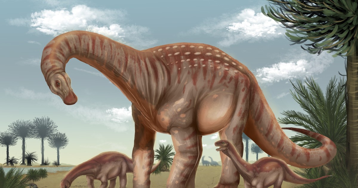 Descubren en Uruguay restos de un nuevo titanosaurio gigante: el Mesetasaurus protector