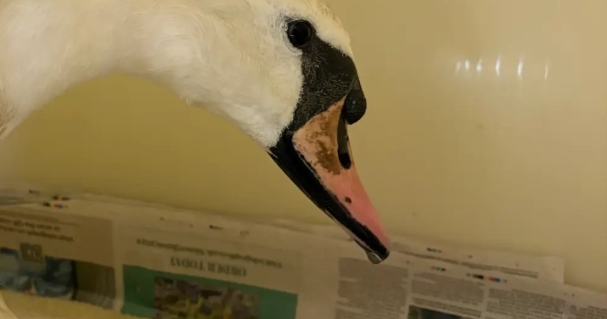 Un cisne herido por un proyectil volvió a su hábitat tras semanas de recuperación