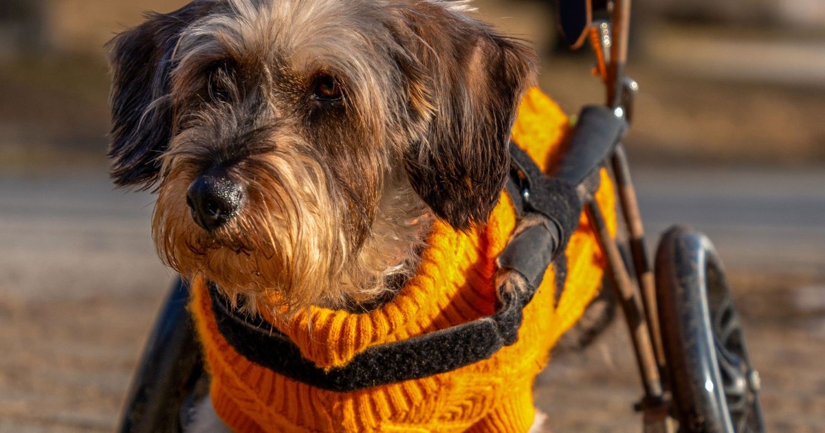 Displasia de cadera en perros: diagnóstico temprano y nuevas técnicas que devuelven la alegría de correr