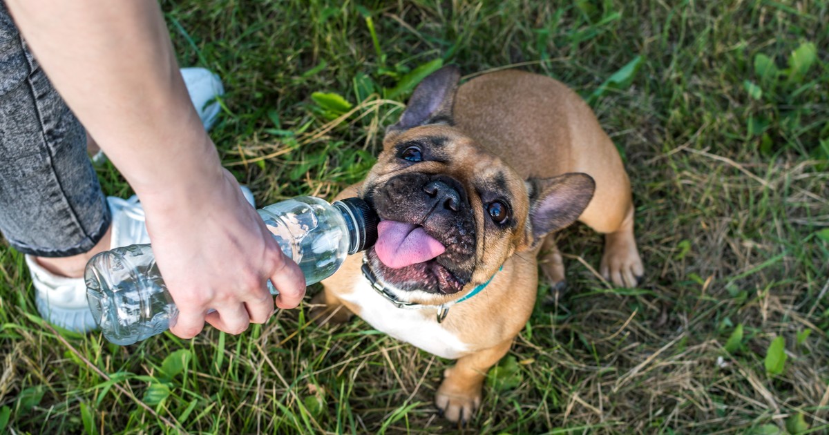Golpe de calor en perros: cómo actuar y prevenirlo