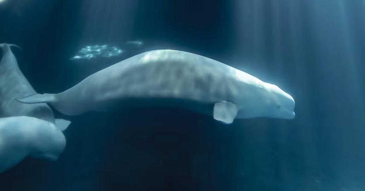 Adiós a Peekachu: murió la beluga rescatada del acuario canadiense