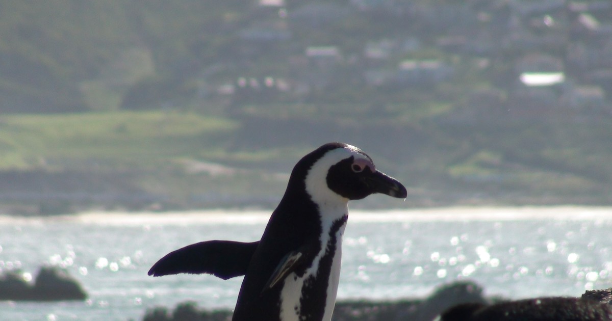 Liberaron a diez pingüinos juveniles en África tras su recuperación