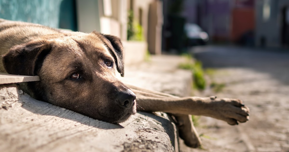 Día del Perro Callejero: una fecha para tomar conciencia sobre el abandono animal