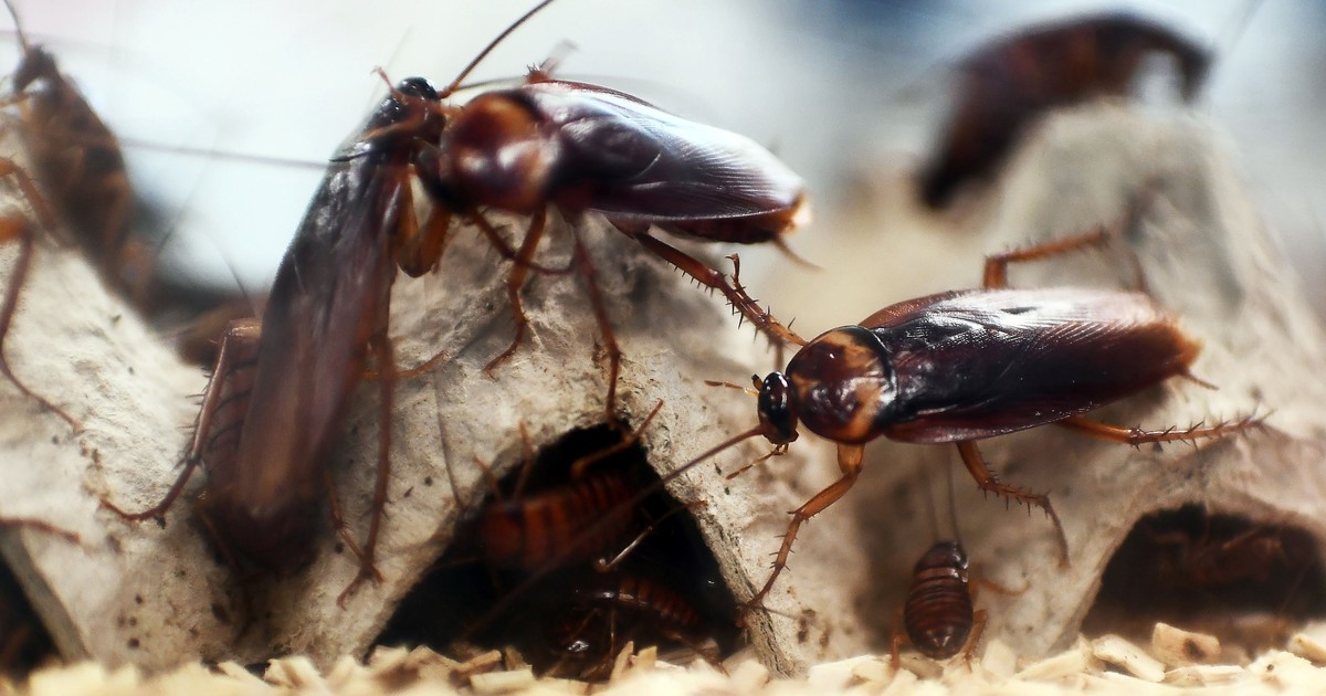 Alerta cucarachas: cómo evitar que invadan tu casa este verano