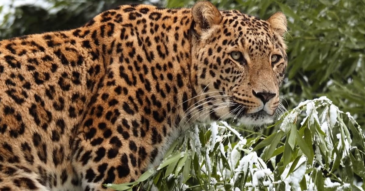 Tragedia en un zoológico: cuidadora murió tras ser atacada por un leopardo