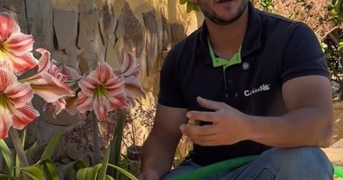 El error que todos cometemos al regar las plantas, según un experto jardinero