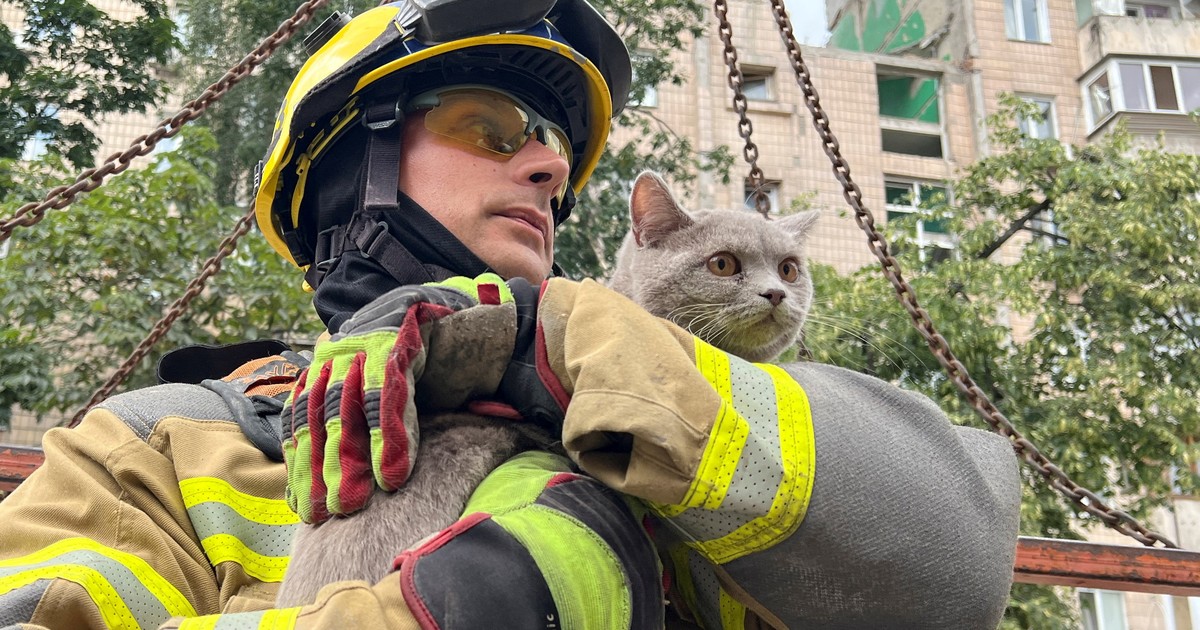 Tras 24 horas bajo escombros, rescatan a una gata sobreviviente de bombardeo ruso en Kiev