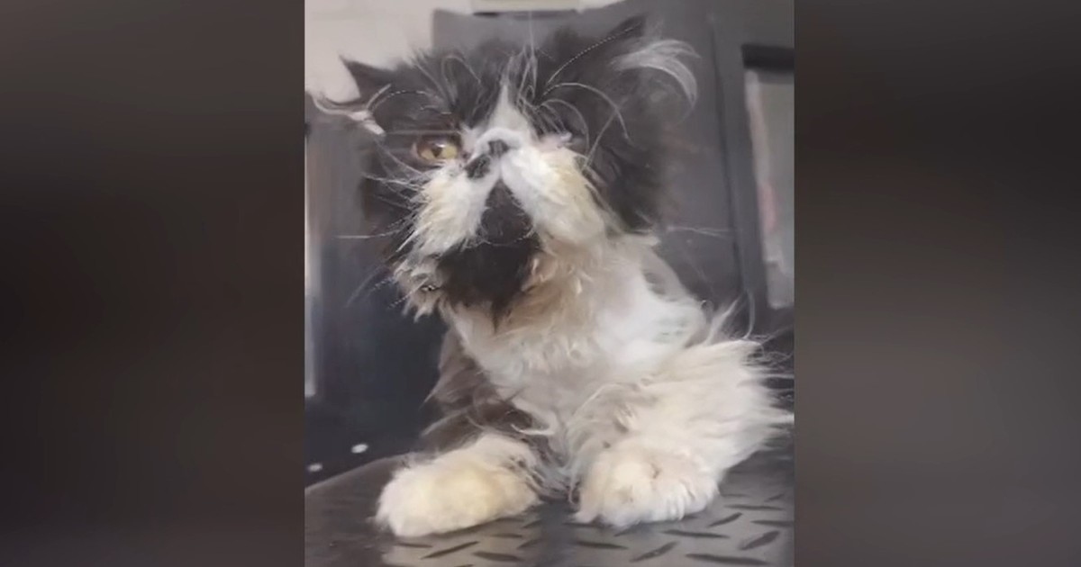 Thomas, el gato persa abandonado por 'ya no estar de moda', busca hogar en Como