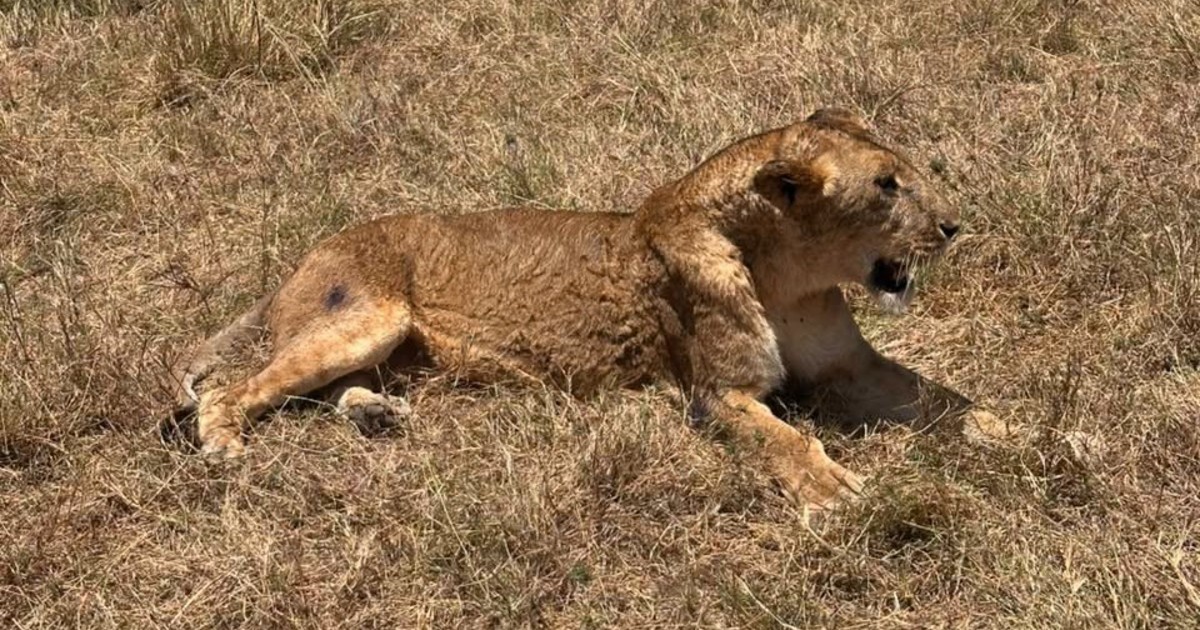 Rescate urgente: una leona herida fue atendida en Kenia