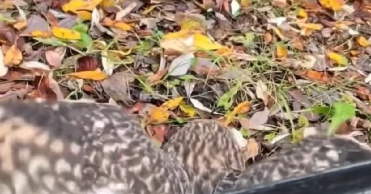 Un búho volvió a volar libre tras recuperarse de una lesión en la pata