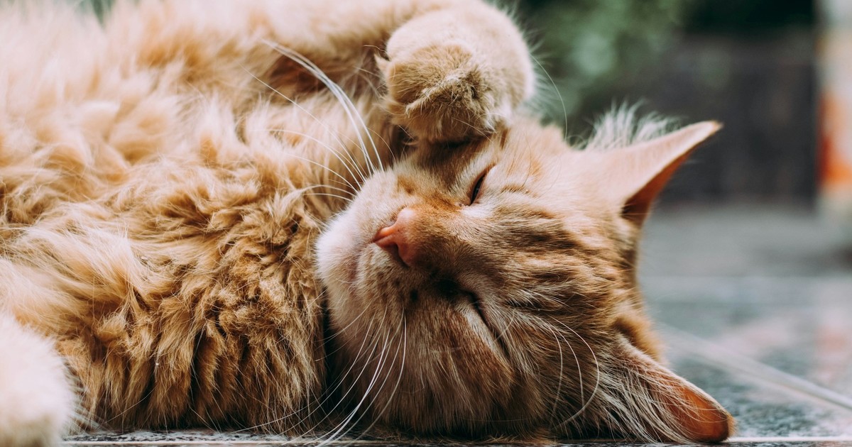 Vacaciones: la mayoría de los gatos no sufre ansiedad por separación, según veterinario