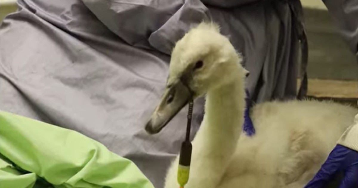 Un cisne bebé con un anzuelo en el cuerpo volvió a la naturaleza en Canadá