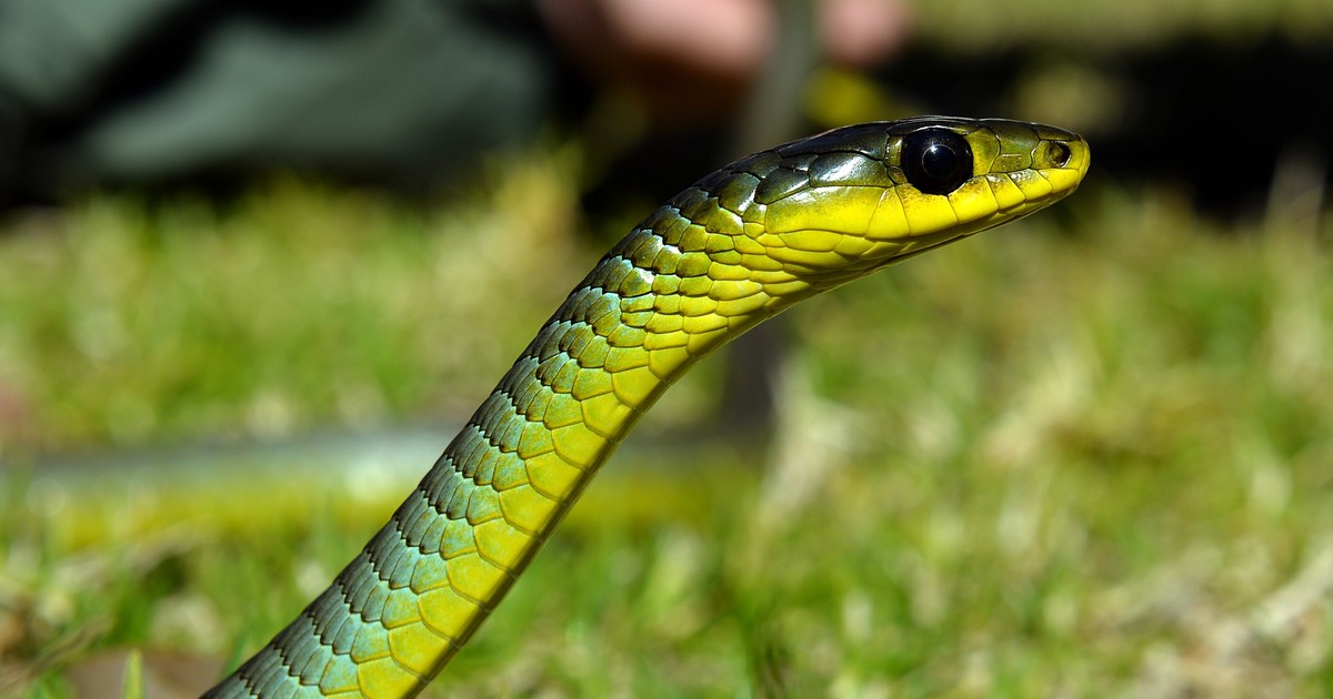 Diez especies de serpientes desarrollan un truco letal para escapar de sus hermanas venenosas