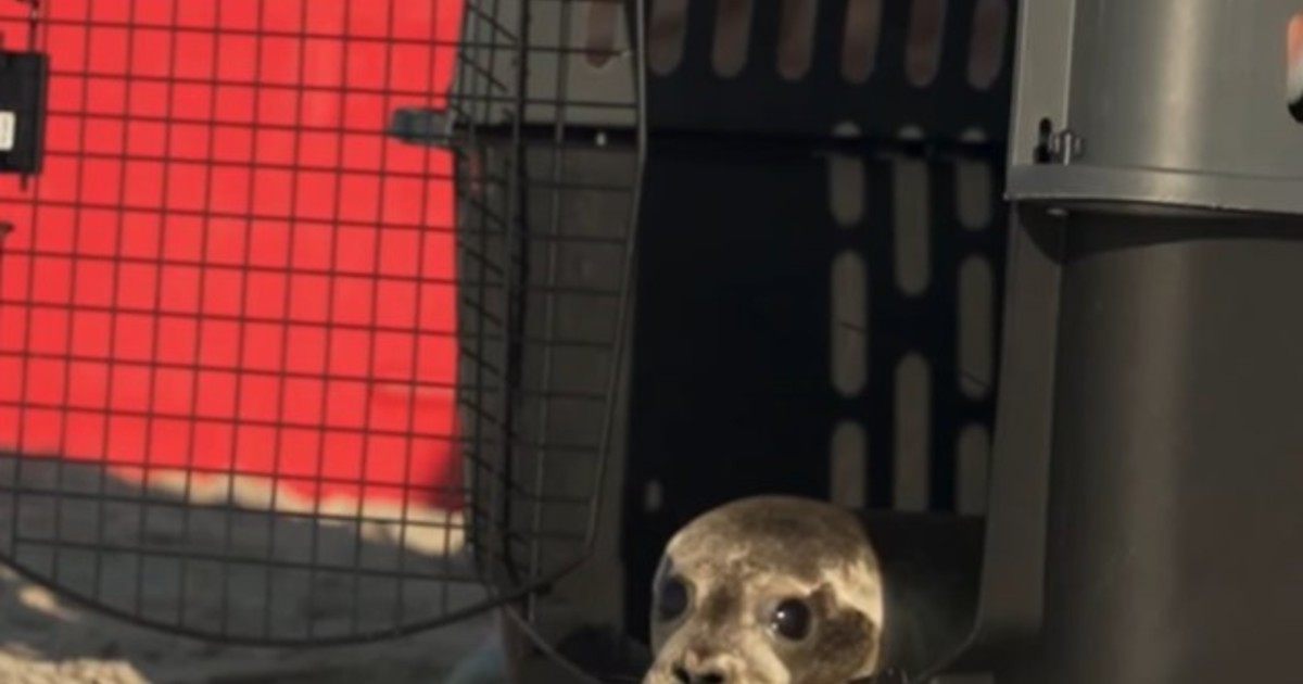 Una foca rescatada con bajo peso e infección pulmonar regresa al mar tras recuperarse