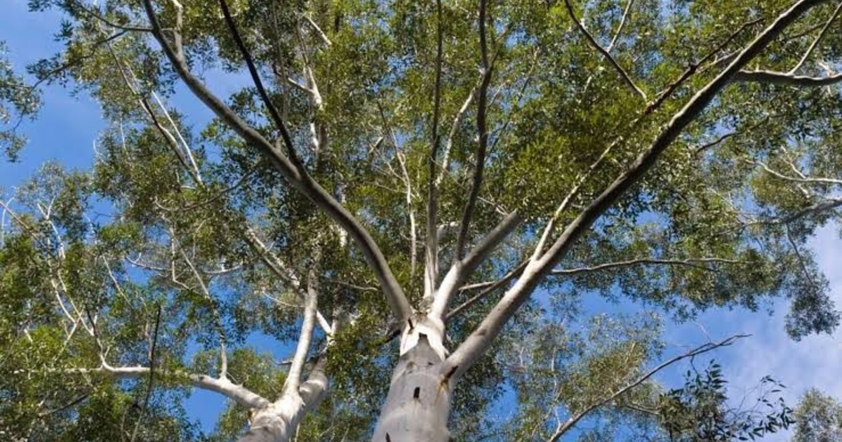 El eucalipto: la promesa de madera barata que vació de aves los bosques españoles