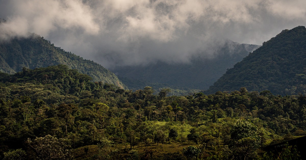 37 años calentando un bosque: los microbios liberan carbono “eterno”